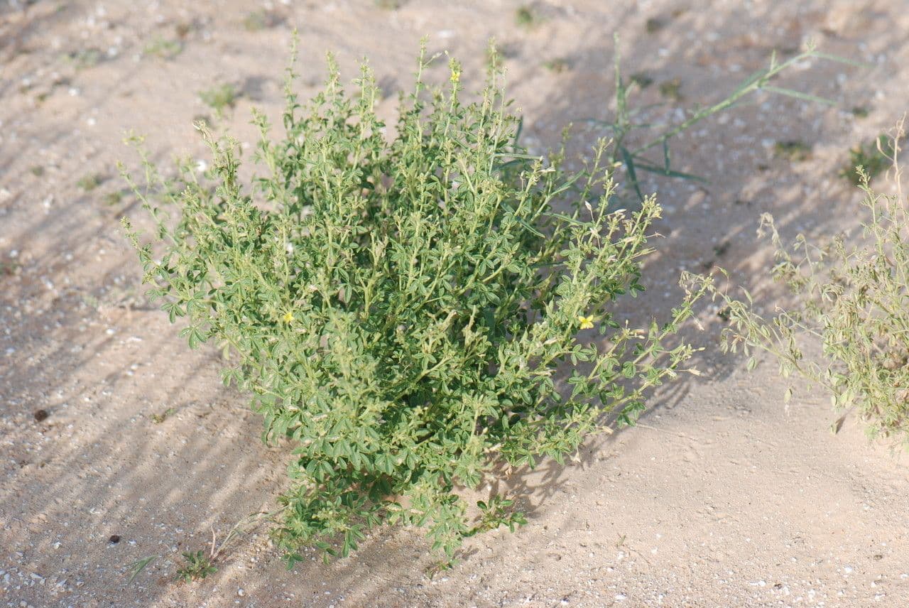 Cleome a frutto corto 12