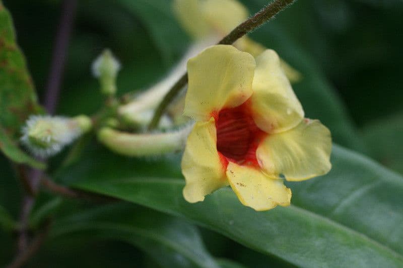 Mandevilla 4