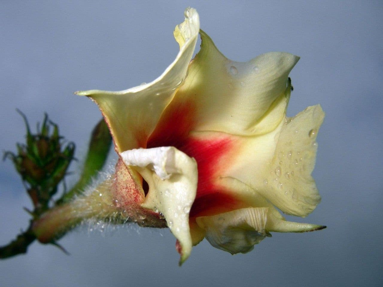 Mandevilla 2
