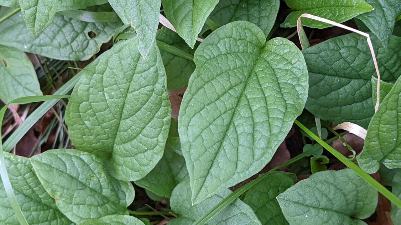 Omphalodes verna 13