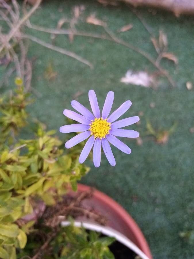 Félicia amelloides 8