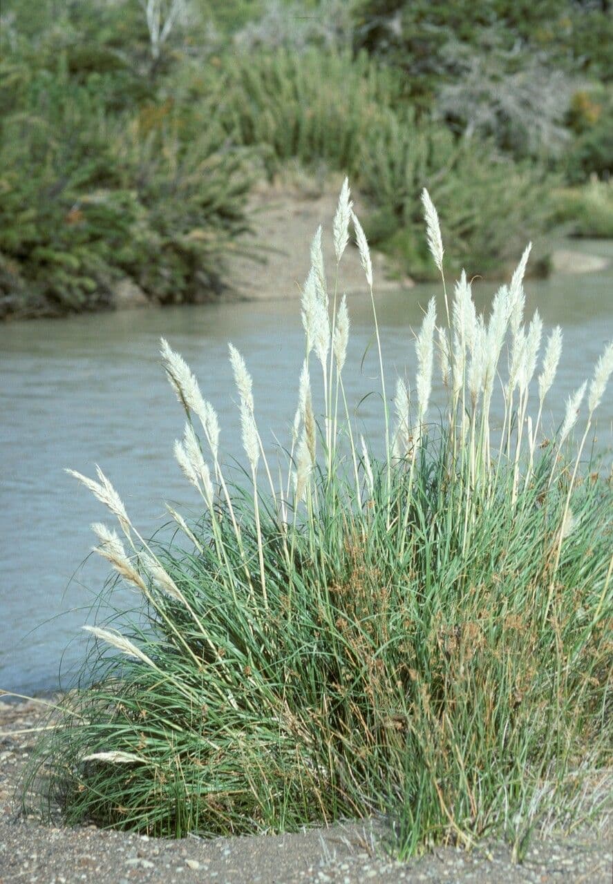 Cortaderia 3