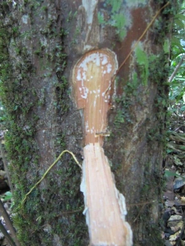 Pouteria frangiata 11