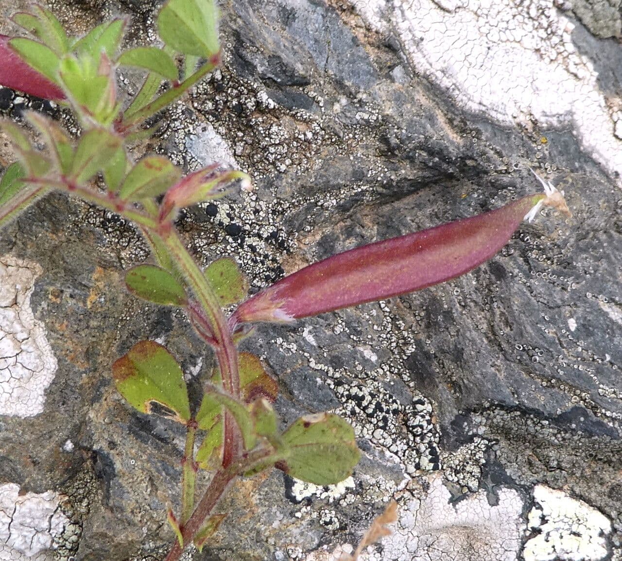 Veccia lathyroides