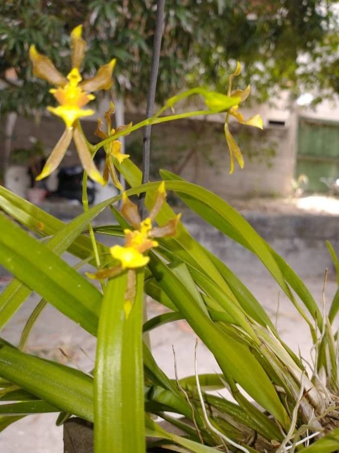 Oncidium 14