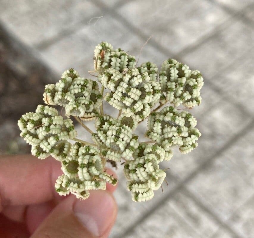 Tordylium apulum 22