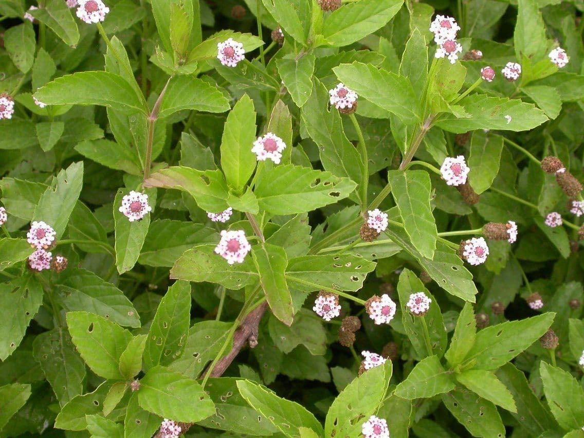 Lippia lanceolata 9