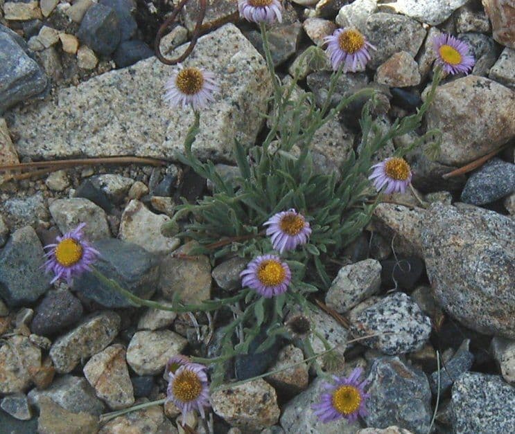 Fleabane 6
