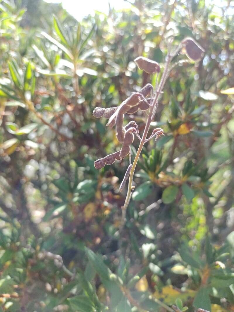 Rhododendron 2