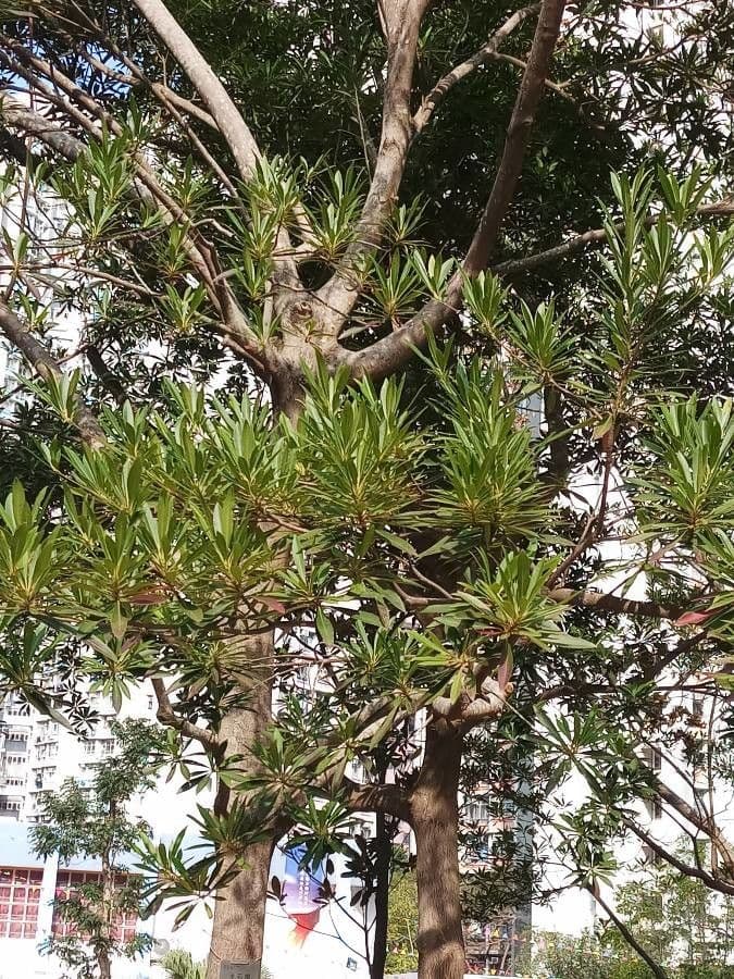 Elaeocarpus 4