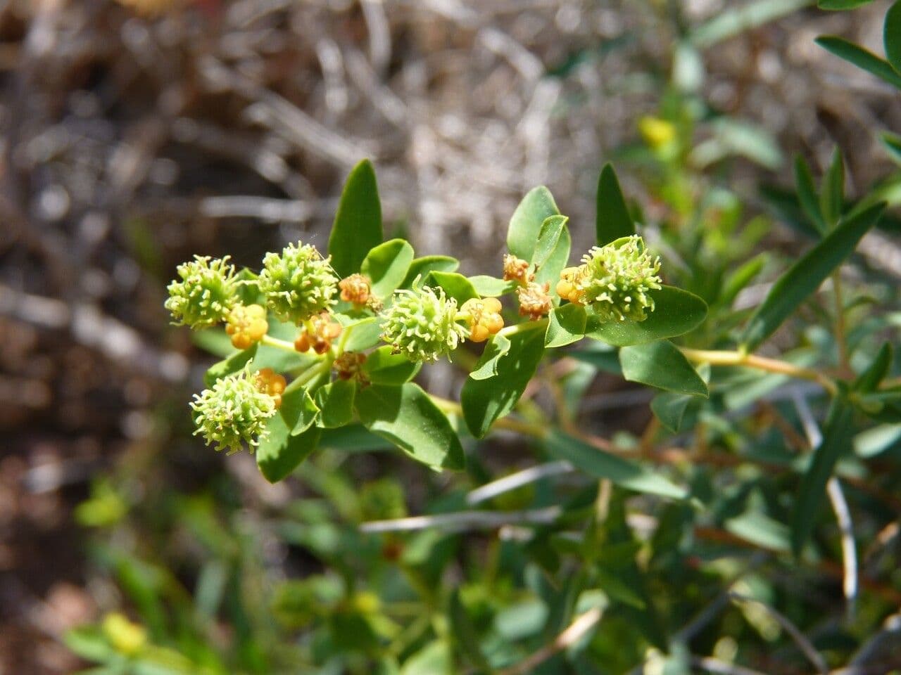 Euphorbia 3