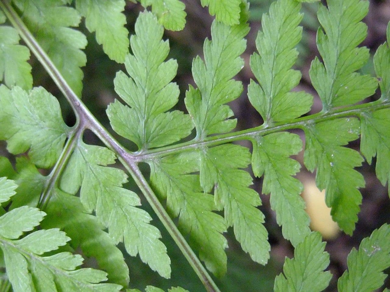 Athyrium vidalii 4