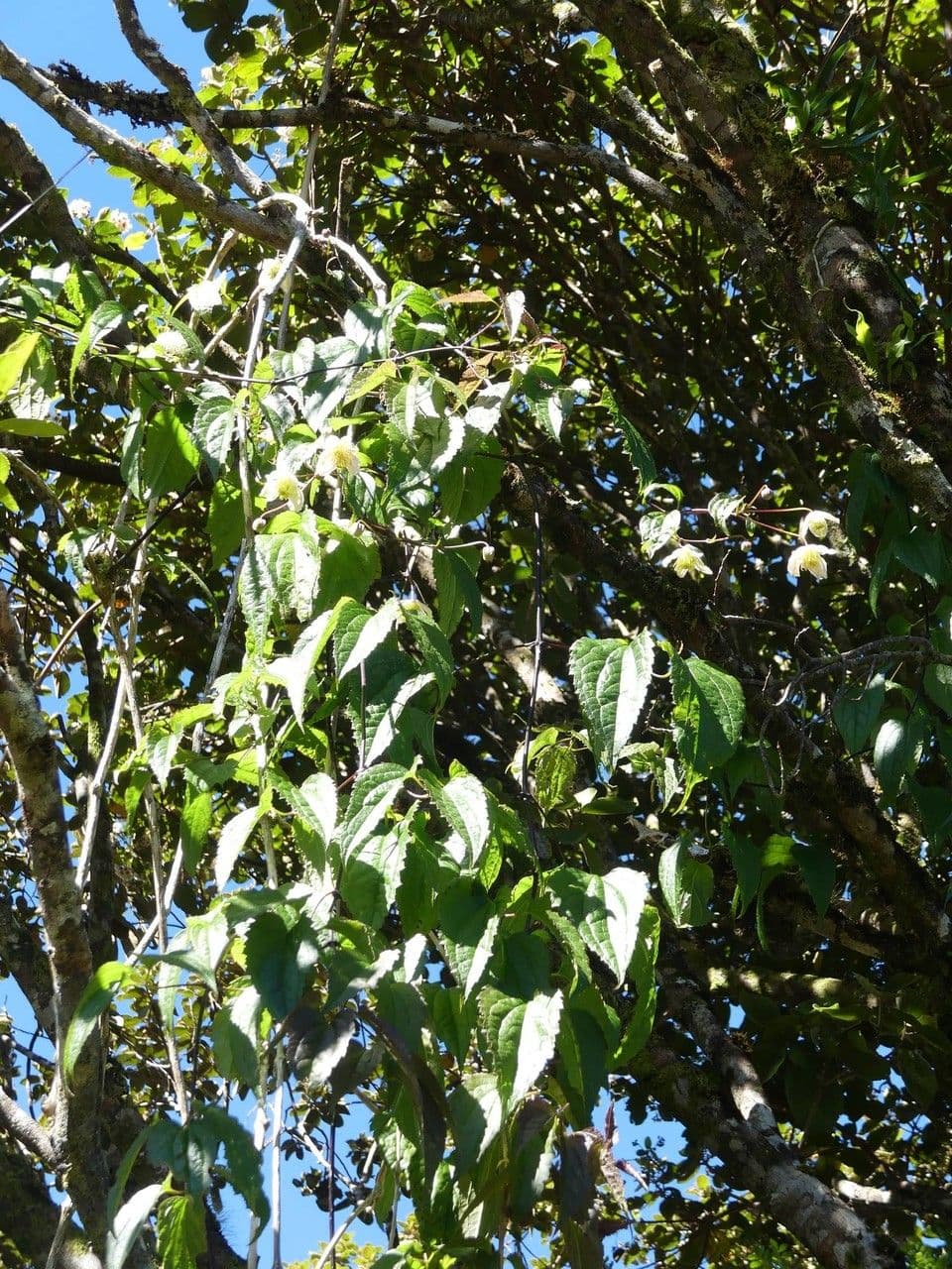 Clematide di Mauritius 11