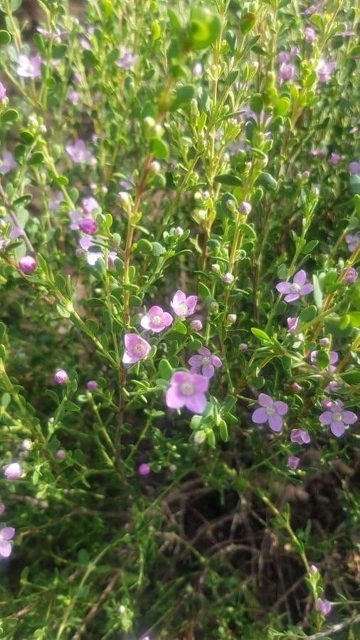 Boronia all'anice 12