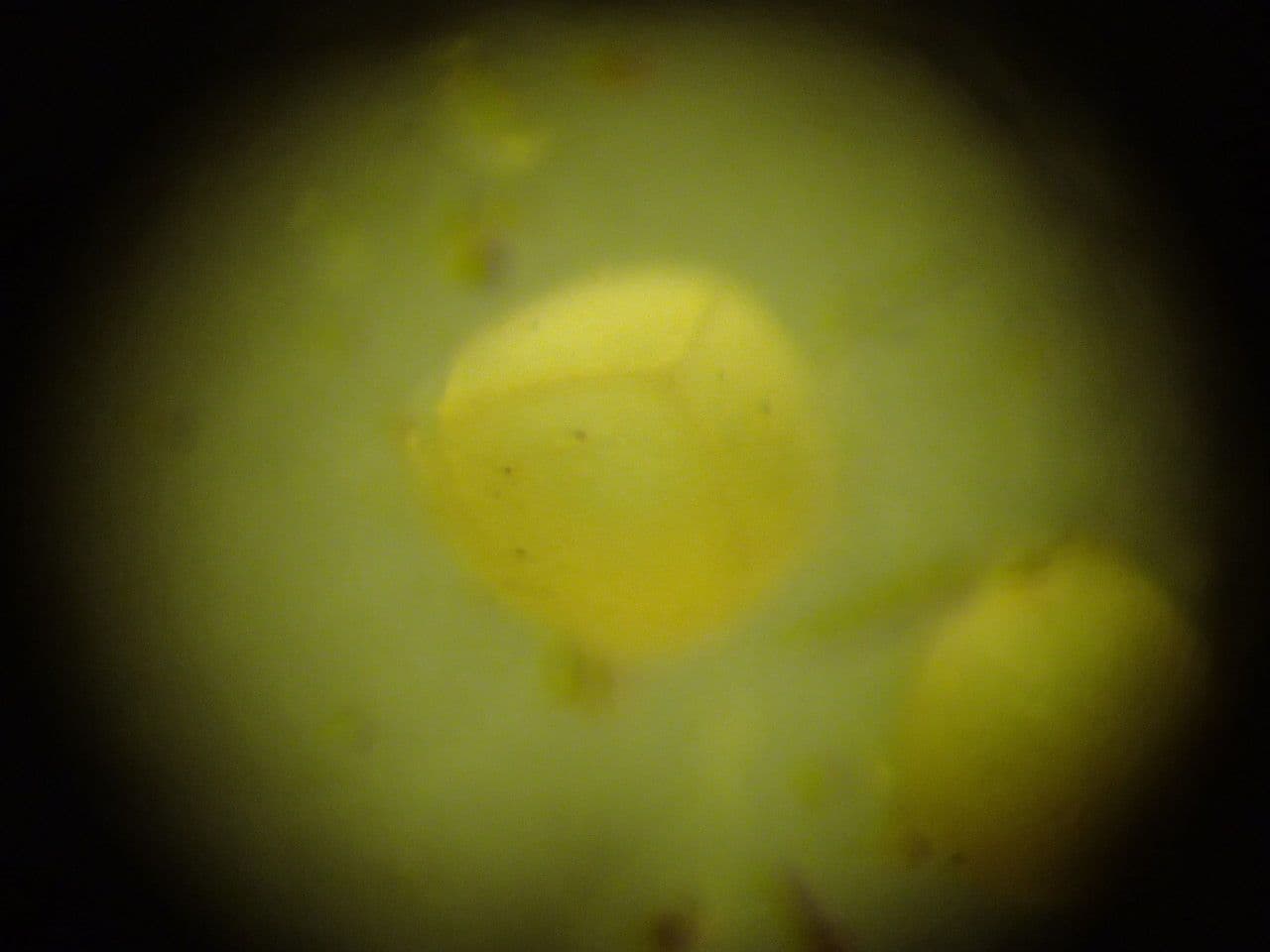 Isoetes setacea 4