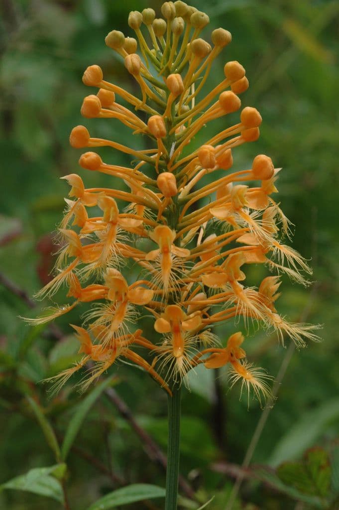 Platantera ciliare