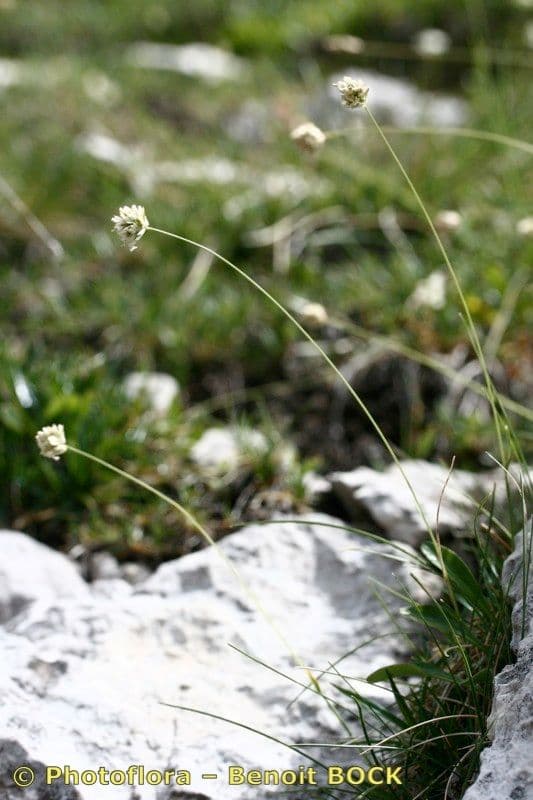 Sesleria