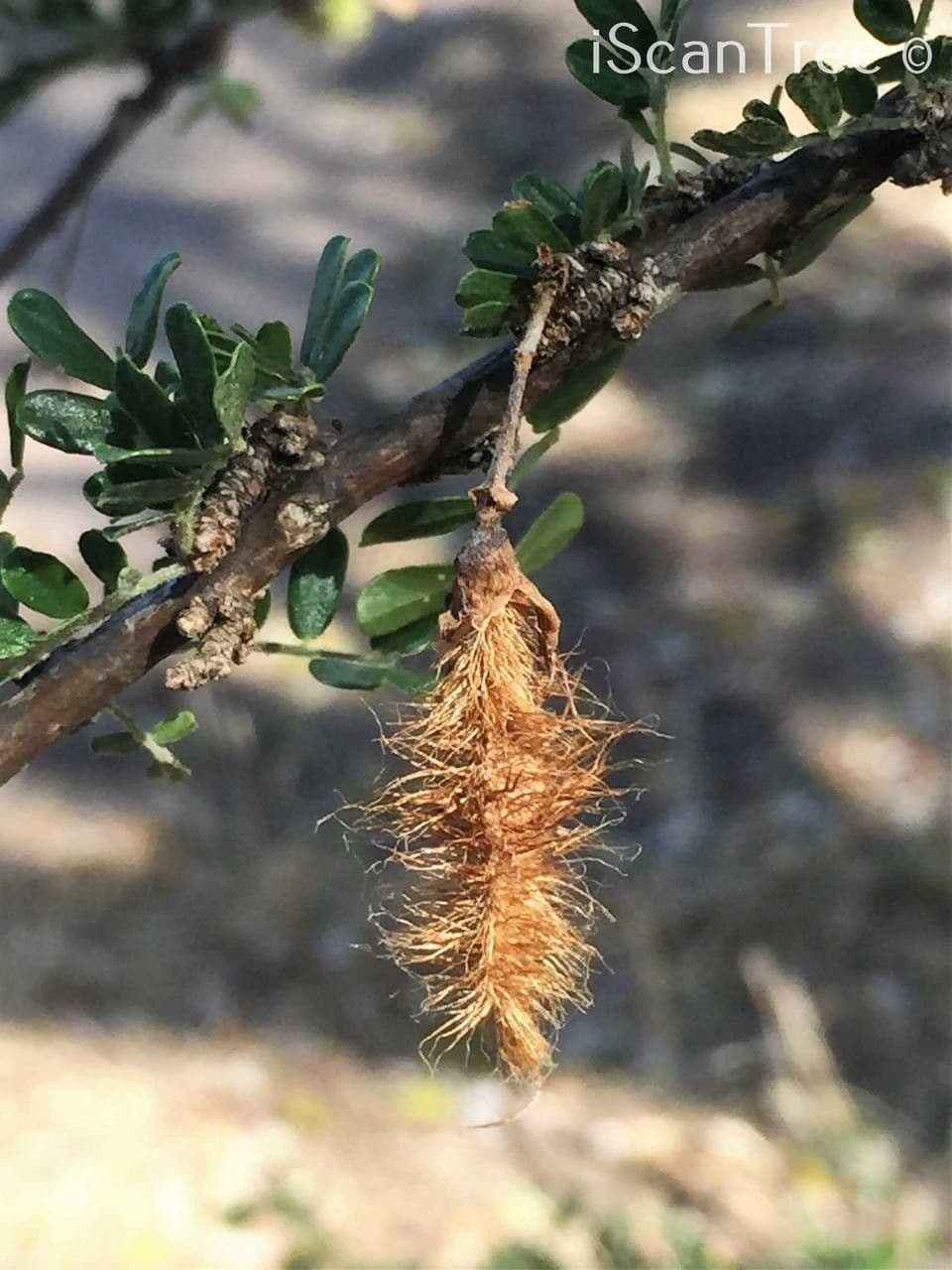 Ormocarpum 4
