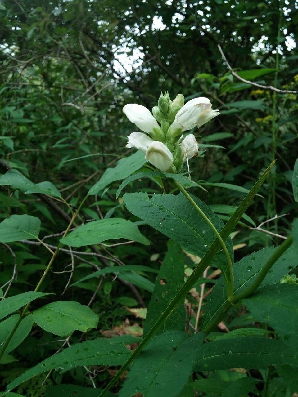 Chelone glabra 8