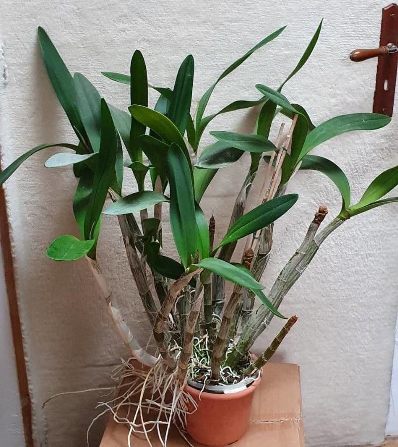 Dendrobium 9