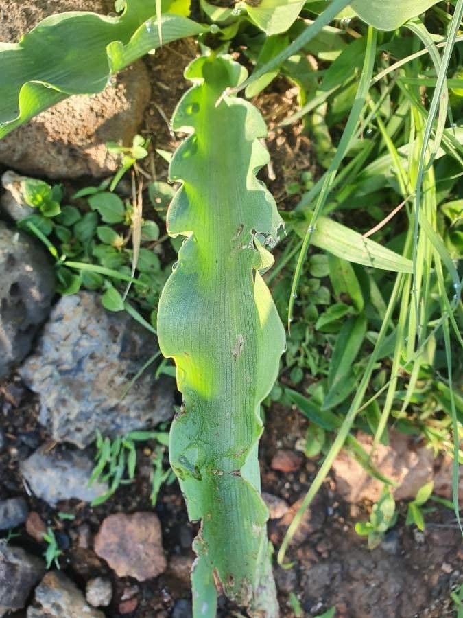 Chlorophytum gallabatense 17