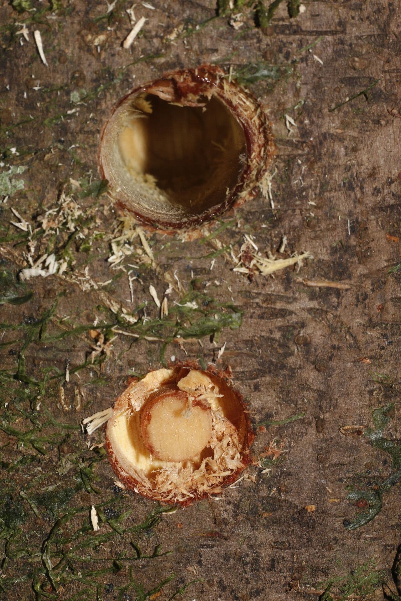 Ocotea 17