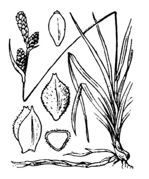 Frühlings-Segge 26