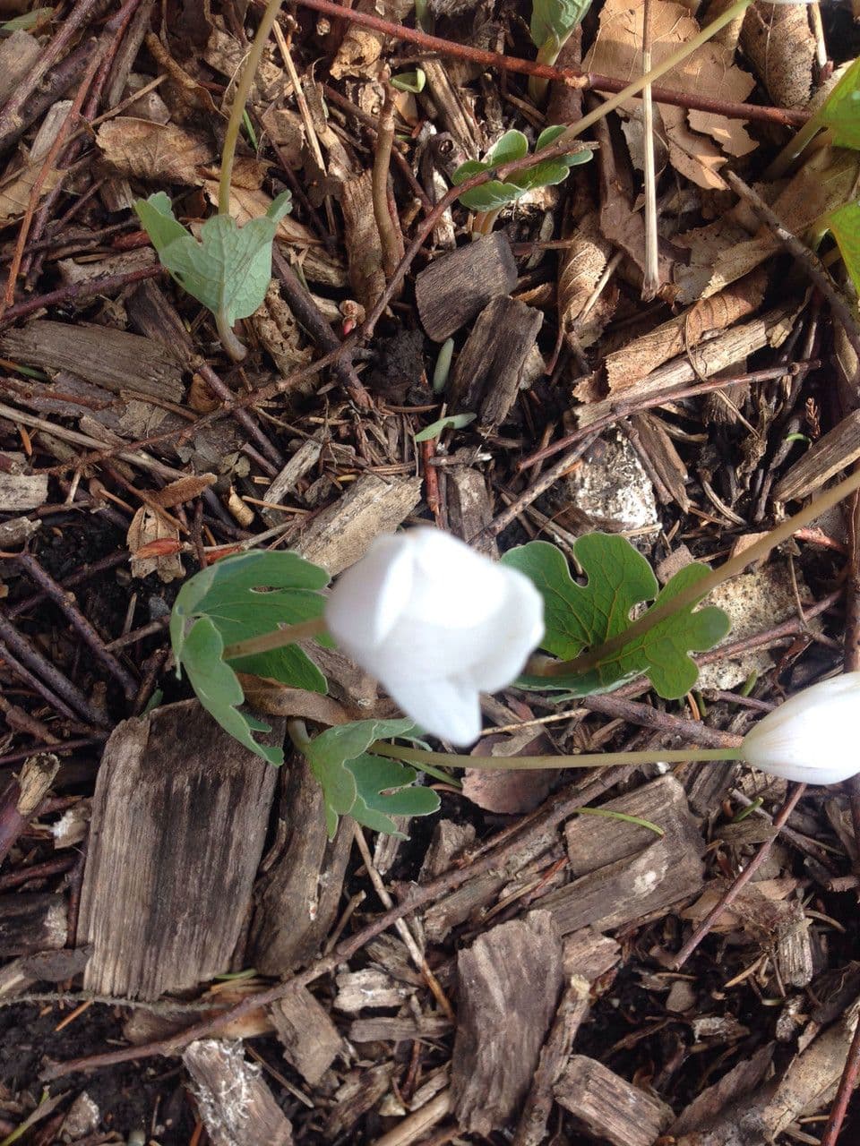 Sanguinaria 10