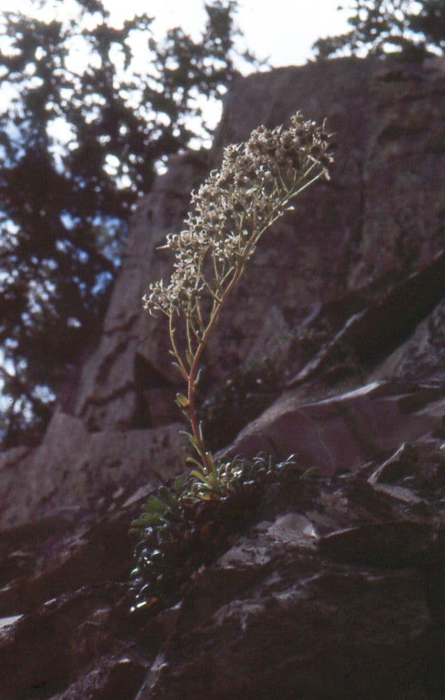 Kalk-Steinbrech 9