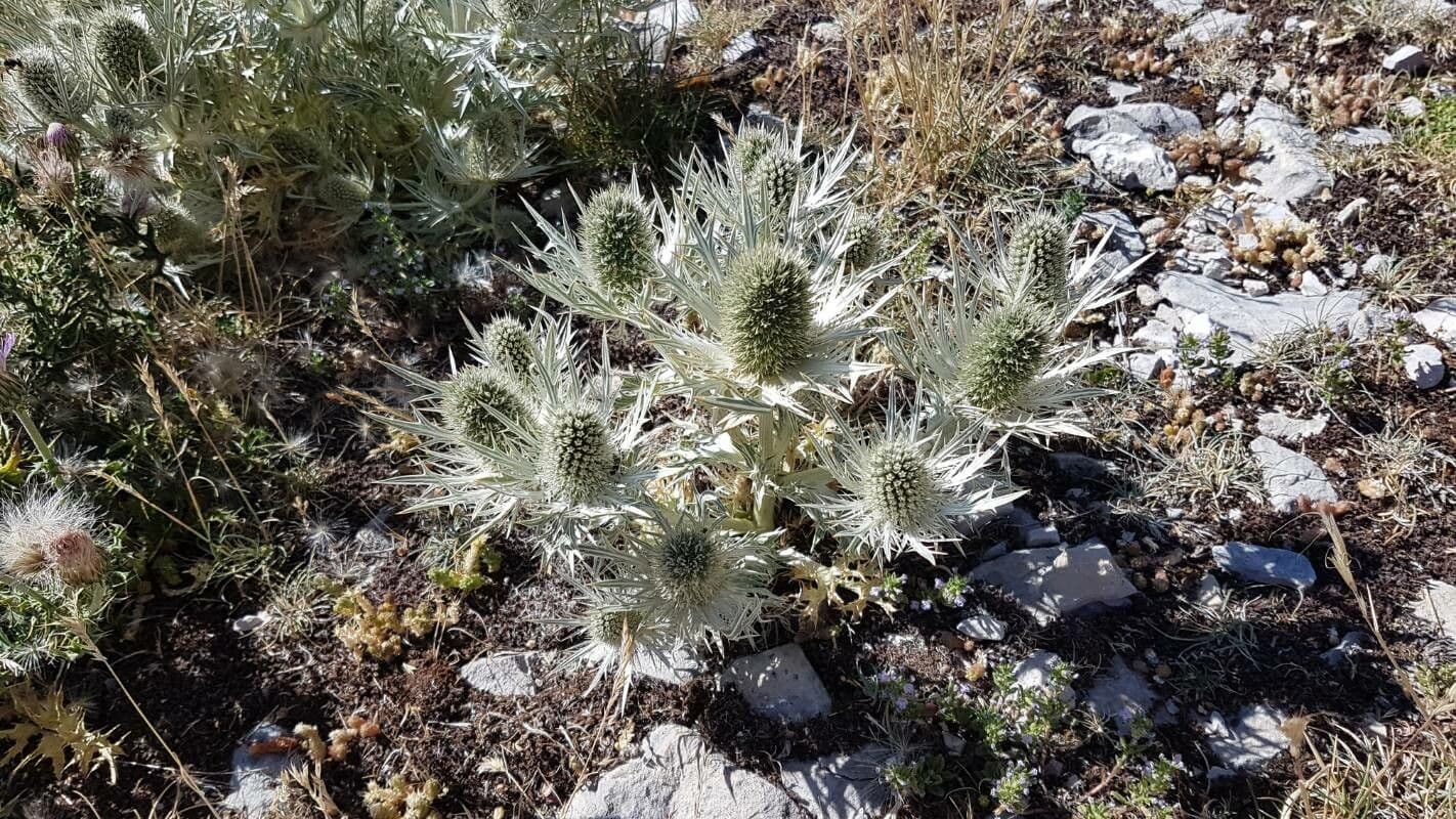 Panicaut blanc 8
