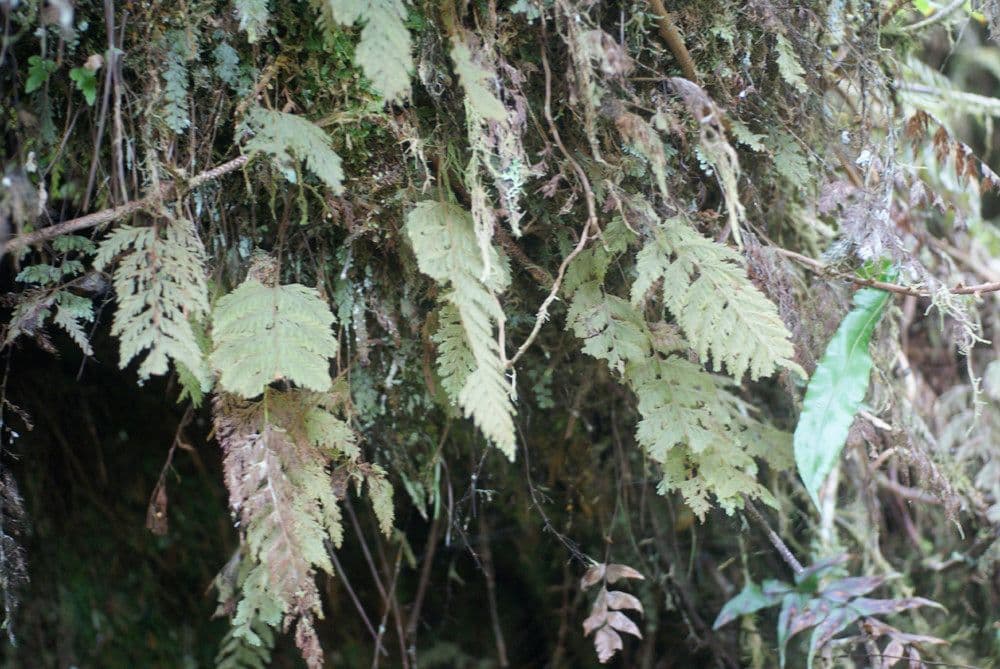 Hymenophyllum 2