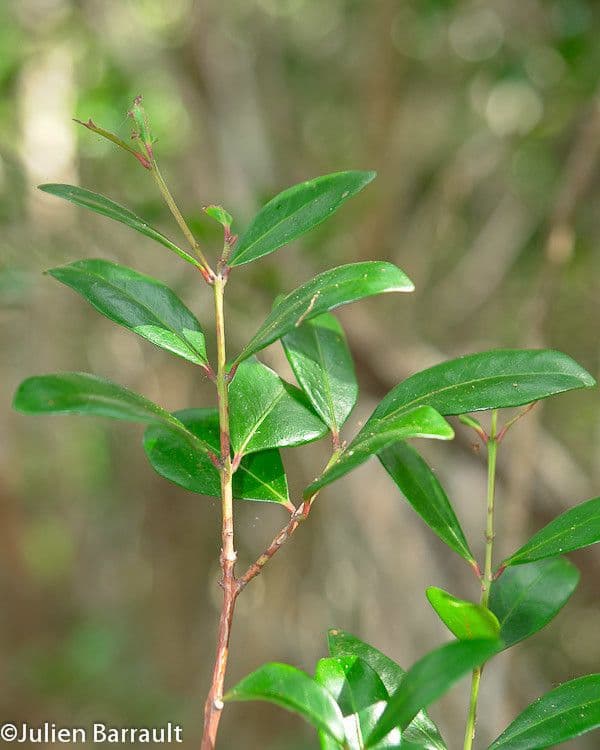 Pleurostylia 8