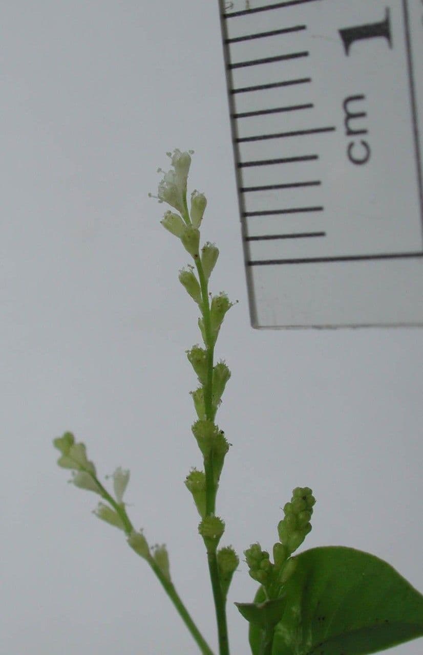 Microtea 5
