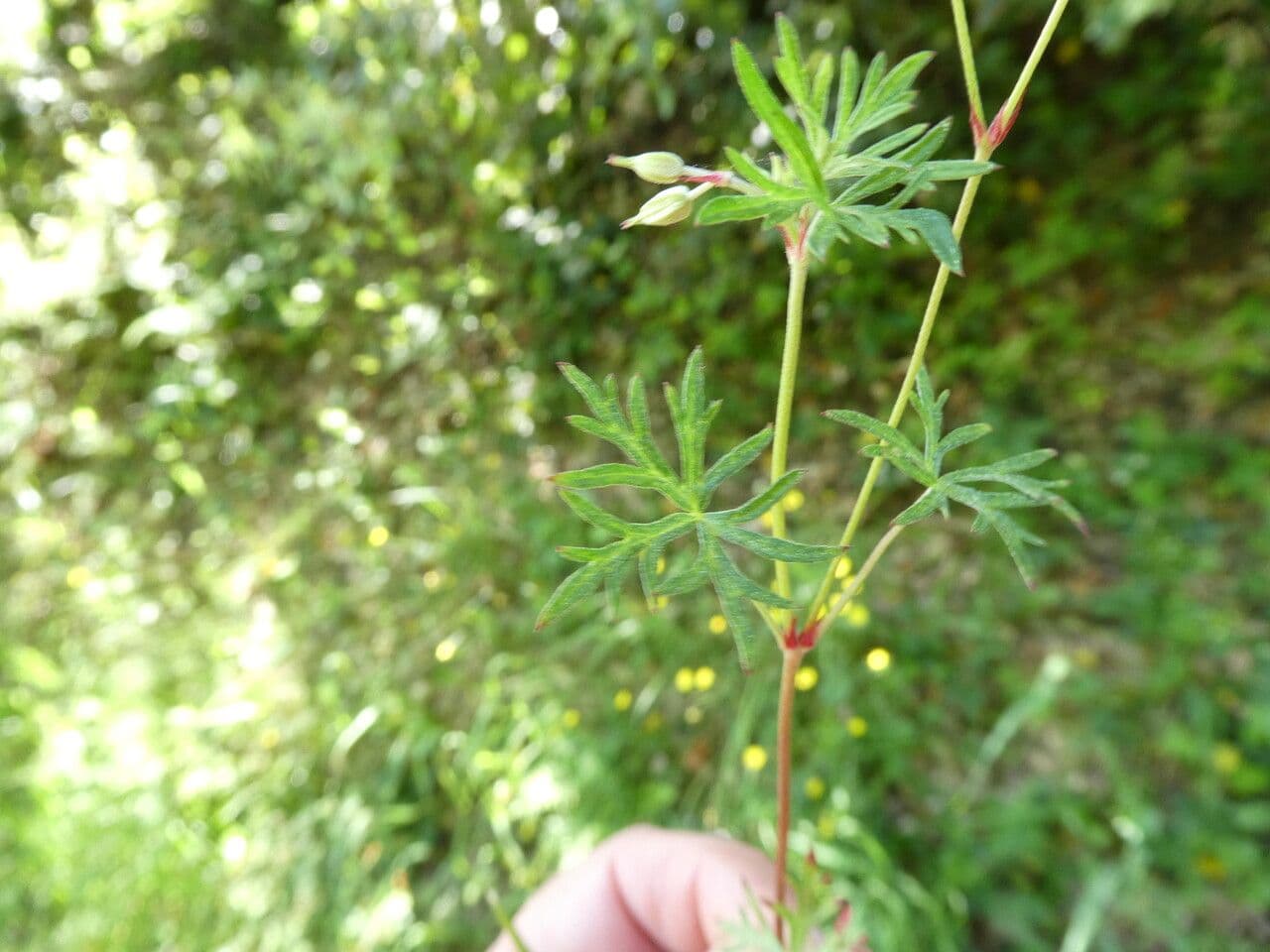 Géranium colombin 17