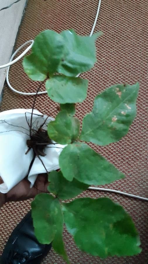 Tectaria heracleifolia 7