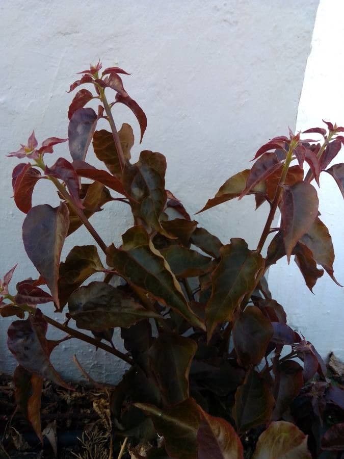 Graptophyllum pictum 9