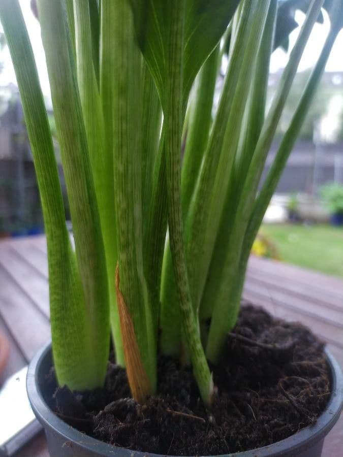 Calla 18