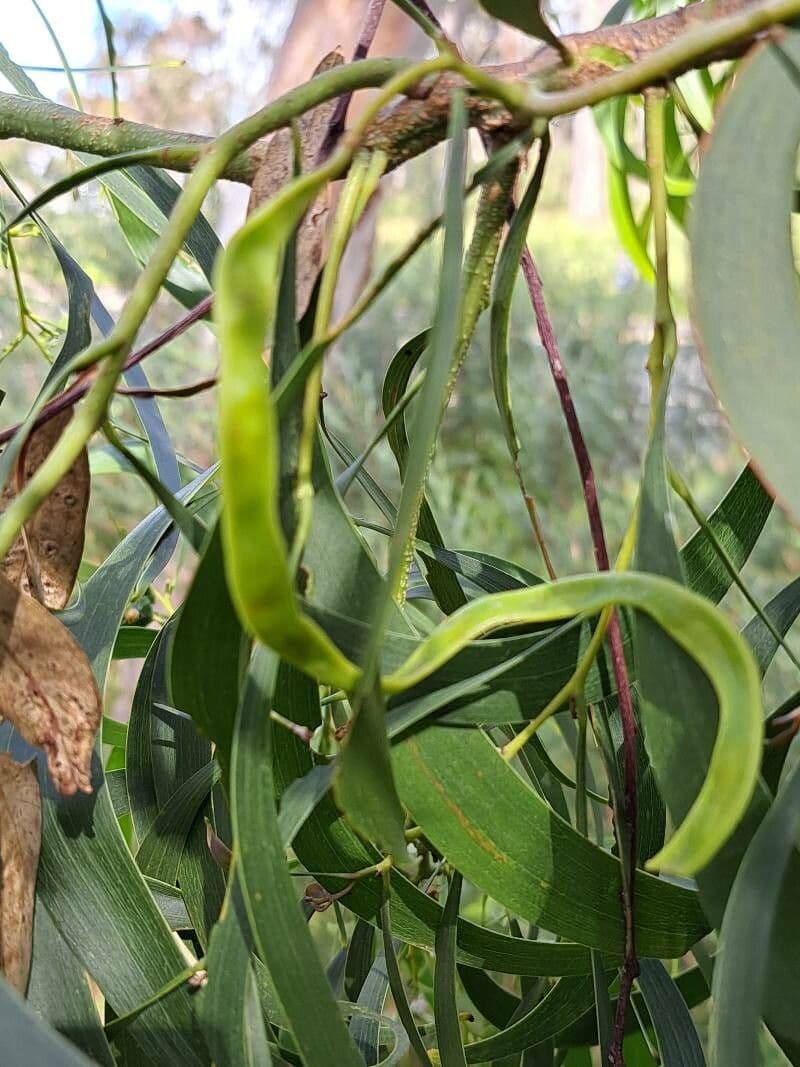 Mimosa dorata 4