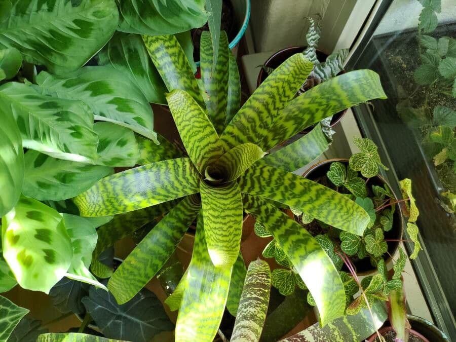 Vriesea 3