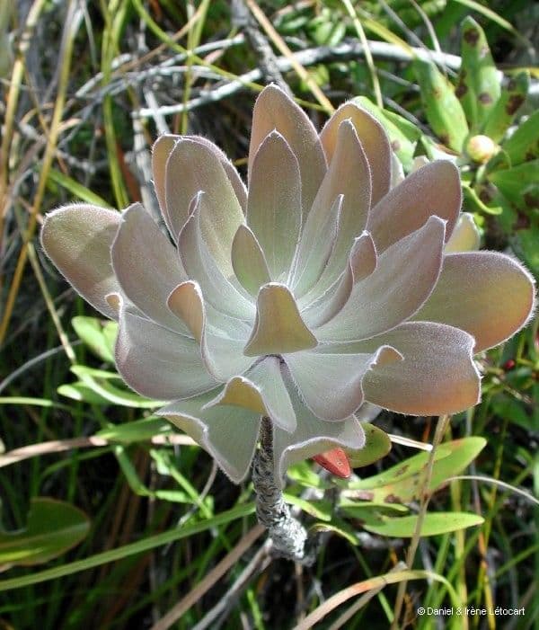 Melaleuca 16