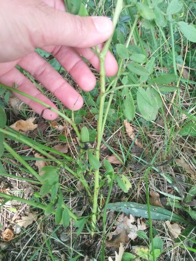 Cicerchia nera 22