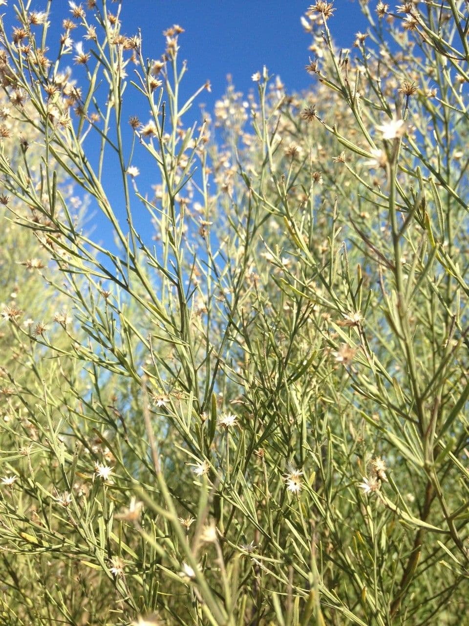 Baccharis neglecta 10