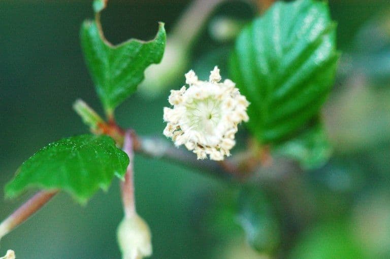 Cercocarpus montanus 6