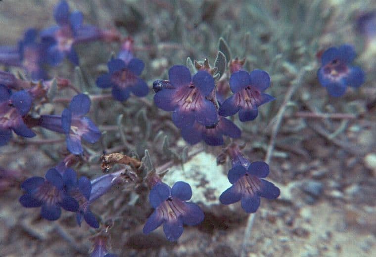 Penstemon basso 3
