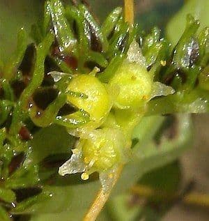 Cuscuta di cephalanthi 3
