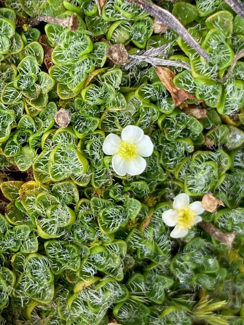 Ourisia
