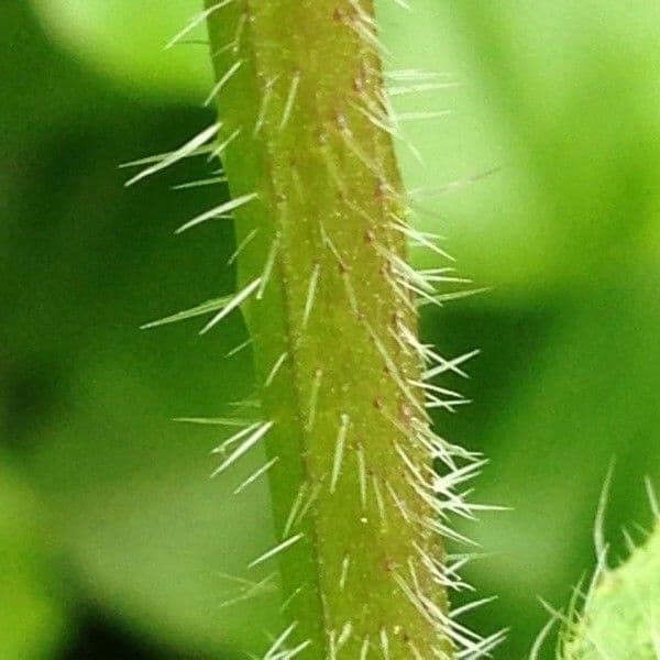 Buglossa selvatica 14