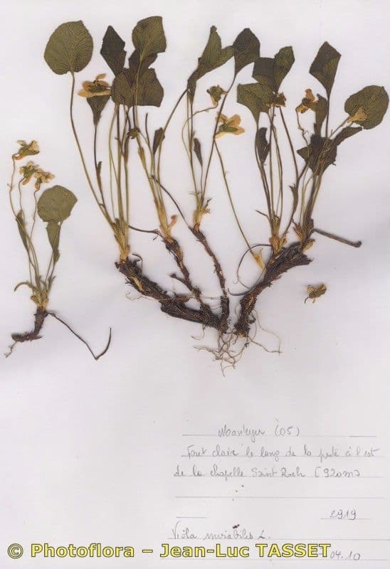 Viola mirabile 11