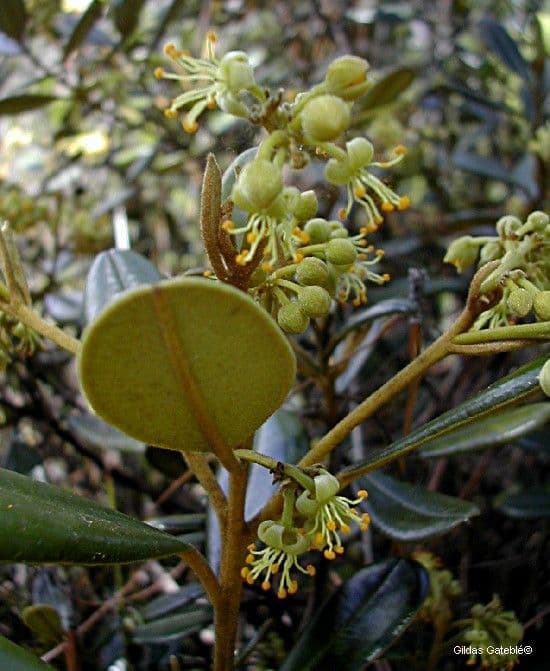 Solmsia calophylla