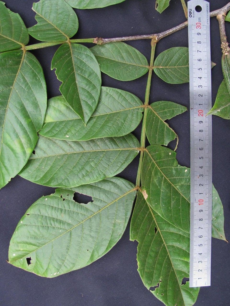 Inga 25